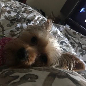 Meet your Posher, Gwendolyn